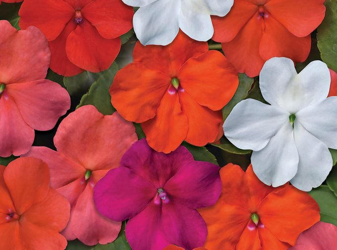 The ultimate impatiens flowers growing guide