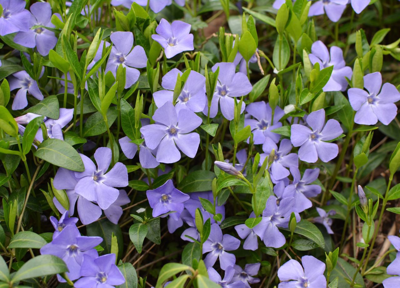 In the spring in nature blooms periwinkle small (Vinca minor)