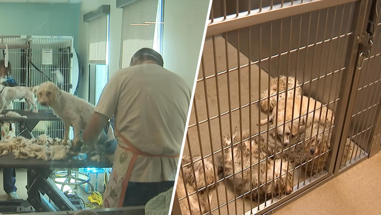 'Neglected' dogs recovering after they were found abandoned in Palmdale