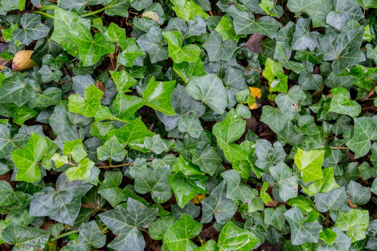 English Ivy