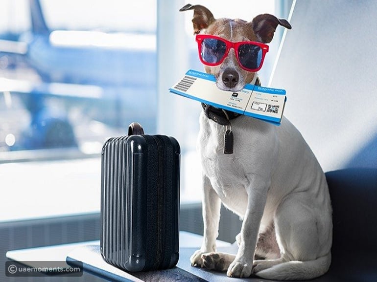 Check these top pet-friendly airlines for international pet transport<br><br>