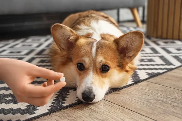 Pode dar amoxicilina para cachorro? Quando é indicado, riscos e ...