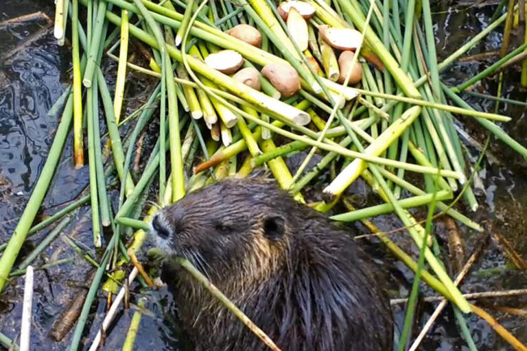 Invasive rodent plaguing California may have been deliberately released ...