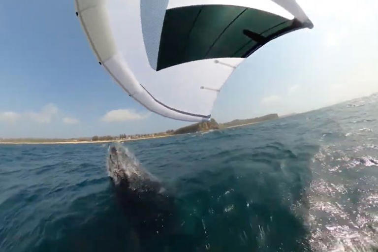 Terrifying video captures moment humpback whale drags man underwater