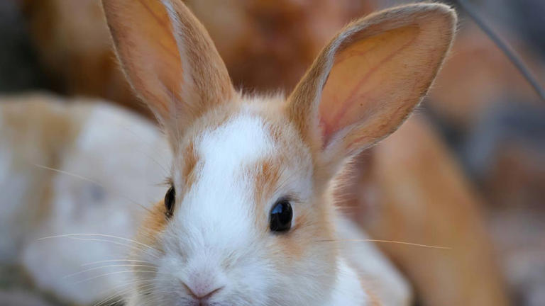 Rabbits are suddenly roaming the streets and the reason is beyond sad