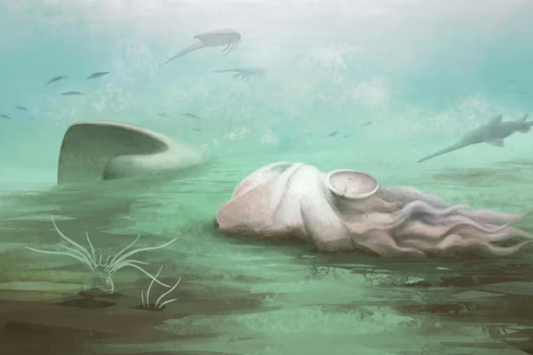 Why is a 300-million-year-old 'octopus' trending? The fossil everyone ...