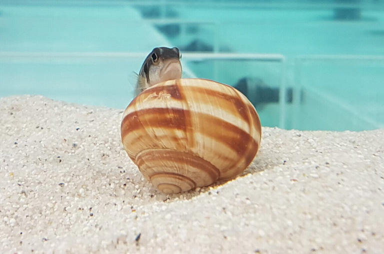 Underwater architects: Nest-building in cichlids reveals more than ...