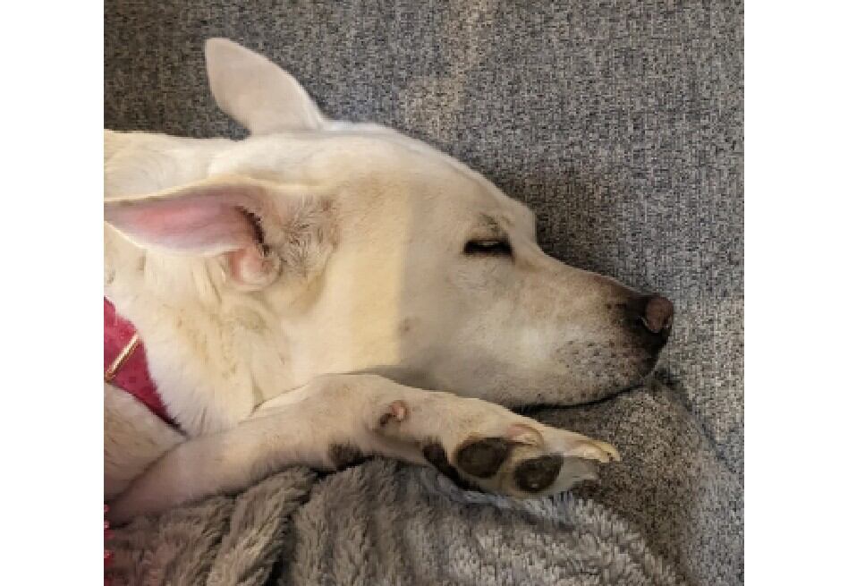 Perro ingirió veneno para ratas y desató angustia en redes sociales ...