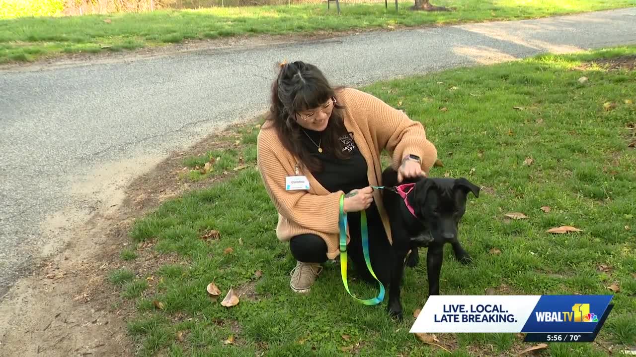 Maryland SPCA hosting National Pet Day event