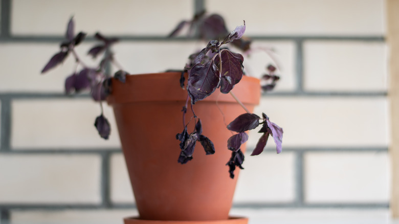 10 common issues you should know about before growing basil