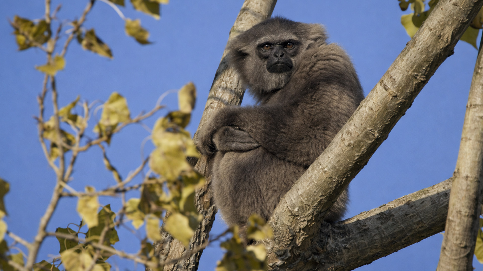 Hidden camera records an unexpected visitor sitting in the canopy