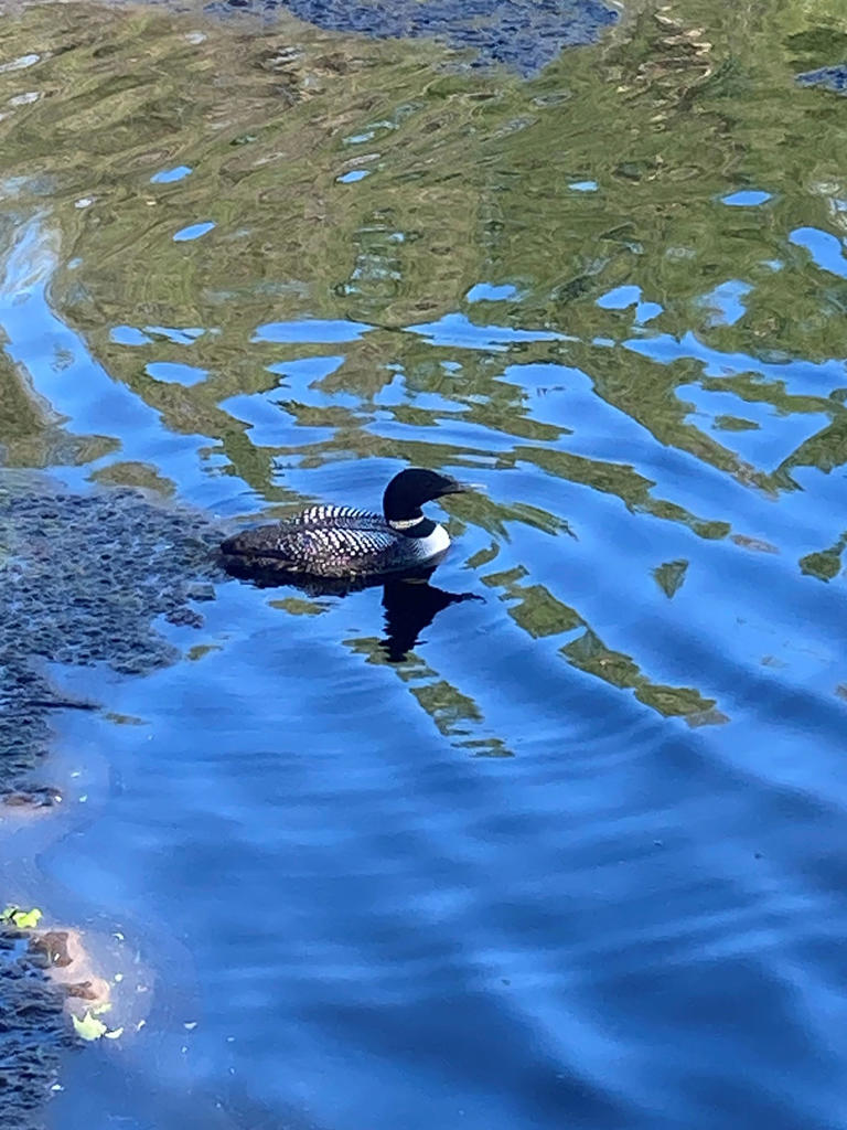 Stranded loon in Tallahassee. Needed: 50 kayaks, dozens of nets