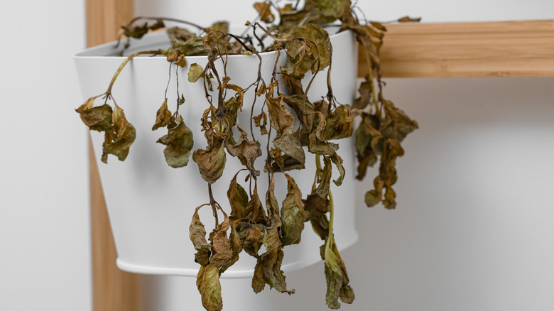 10 common issues you should know about before growing basil