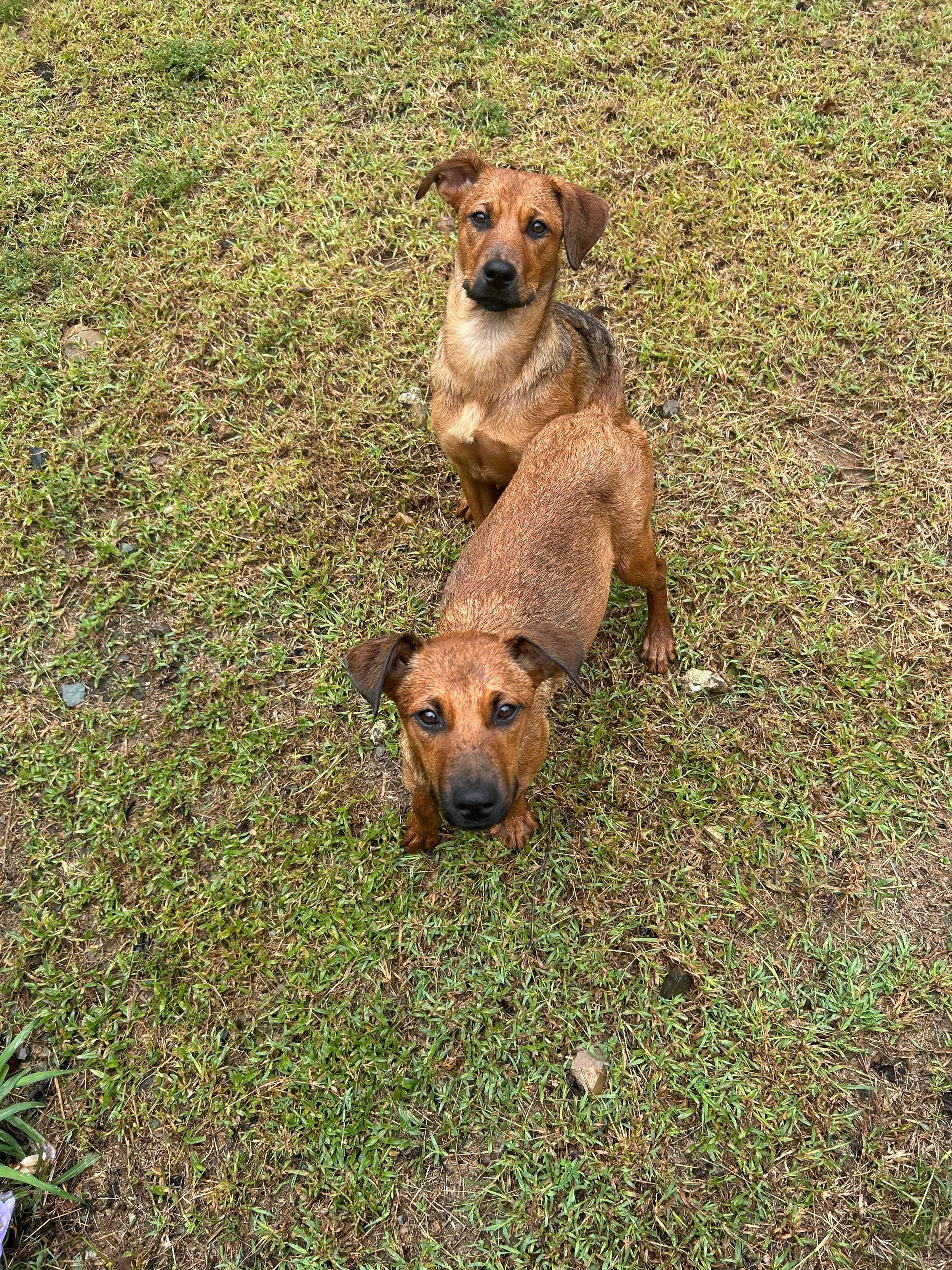 Dog sisters chained to shelter gates were so feral no one knew if they could be saved