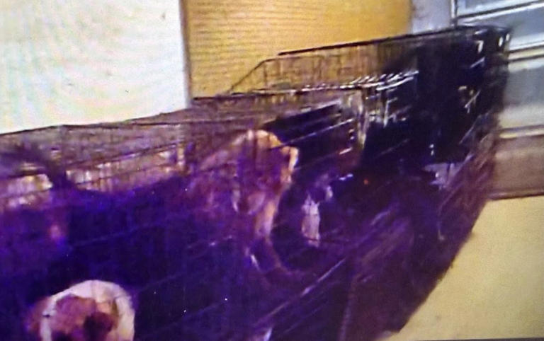 Crestview woman faces 64 animal cruelty charges after deputies find ...