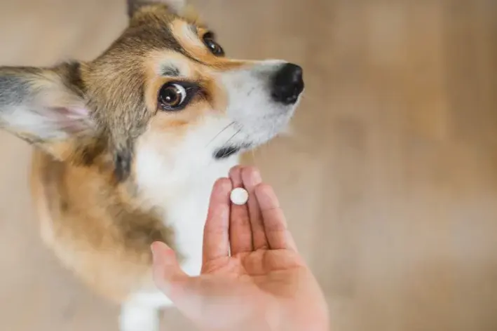 Pode dar amoxicilina para cachorro? Quando é indicado, riscos e ...