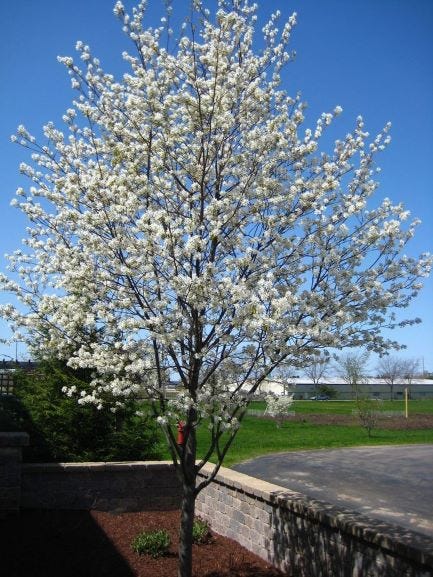 Serviceberry provides early flowers and fruit in central Ohio
