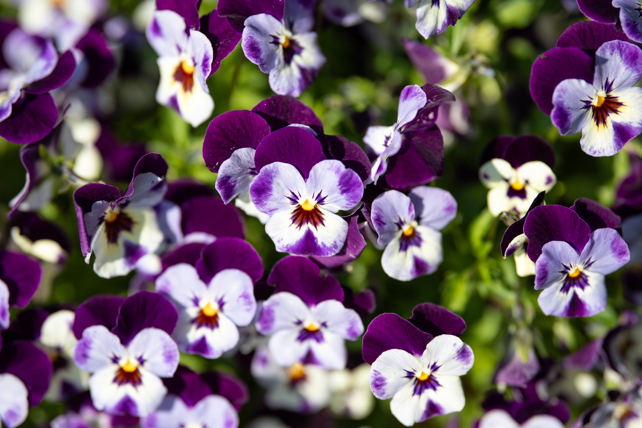 5 spring bedding plants to deadhead in April for longer-lasting blooms