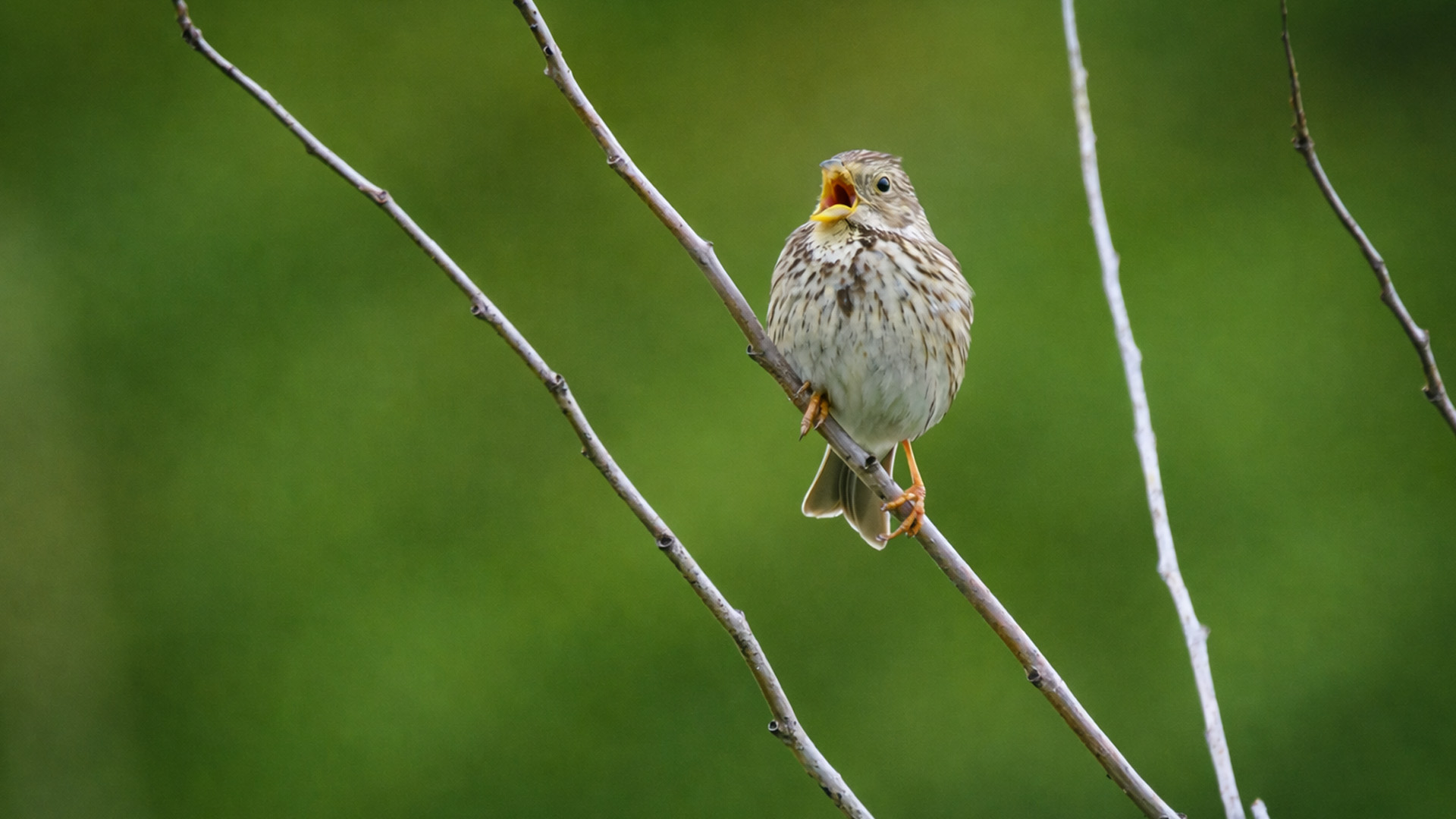 Vogel Woordspeling Onderzetters Houten Onderzetters 4 Stuks Dagelijks Keuken Dik Vierkant Bedrukt Grappig Drankjes Beker Mat Inwijdingscadeau Huisdecoratie kopen vanaf een prijs van 2.9