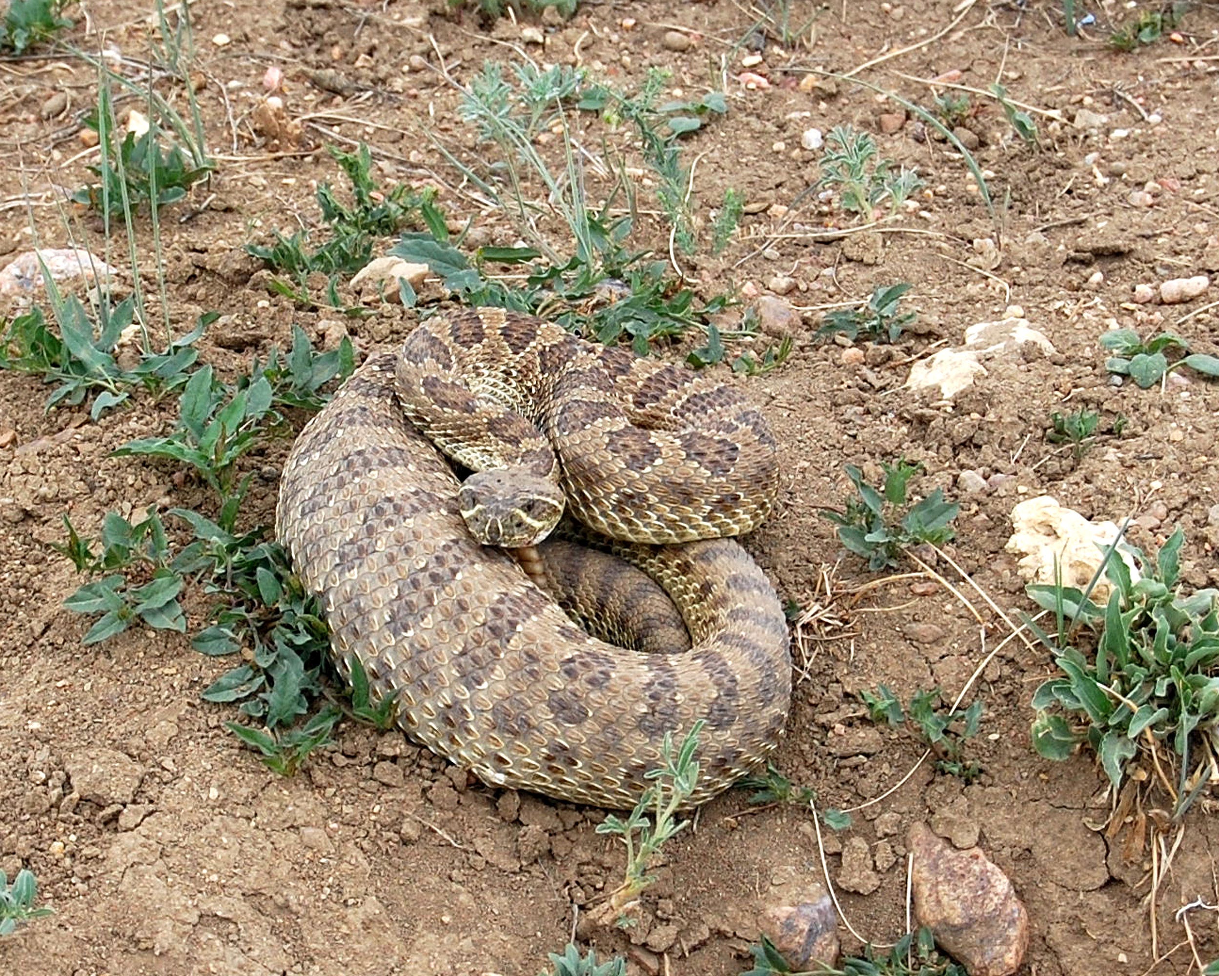 Rattlesnakes are out in Colorado. What to know for your safety