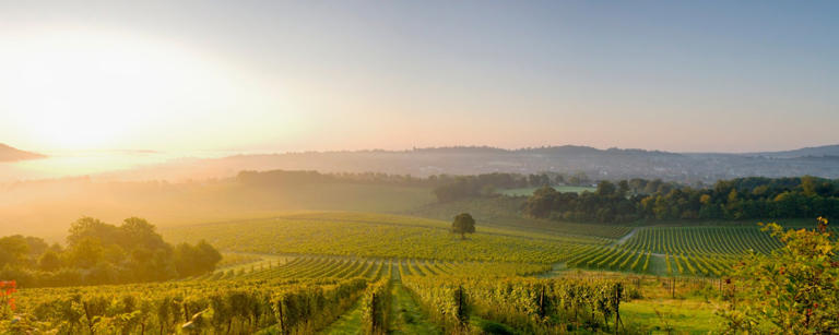 The magnificent £12 vineyard train tour that’s just an hour outside of ...