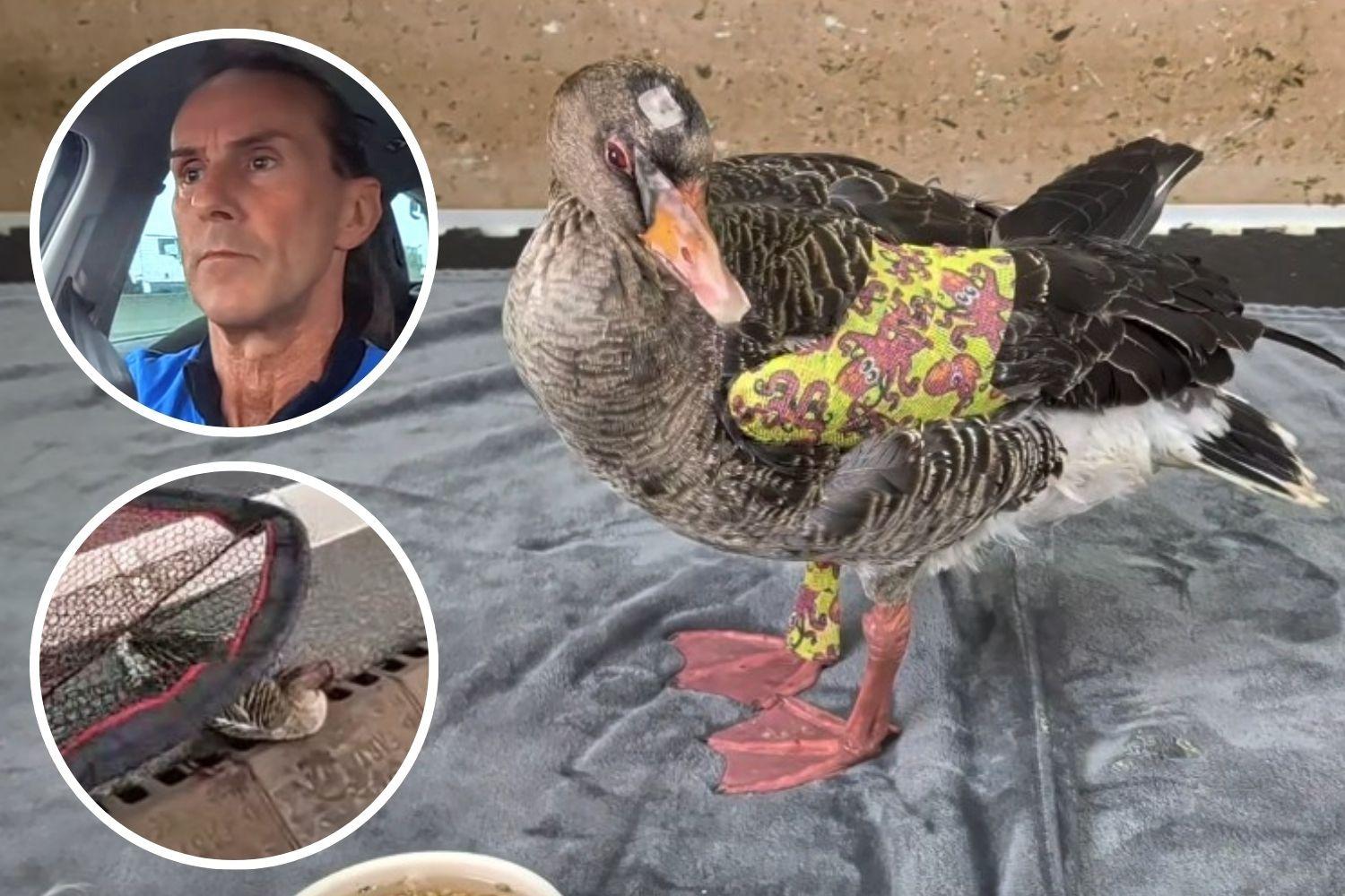 Watch: Animal hero rescues injured goose from busy A road in Cambridgeshire