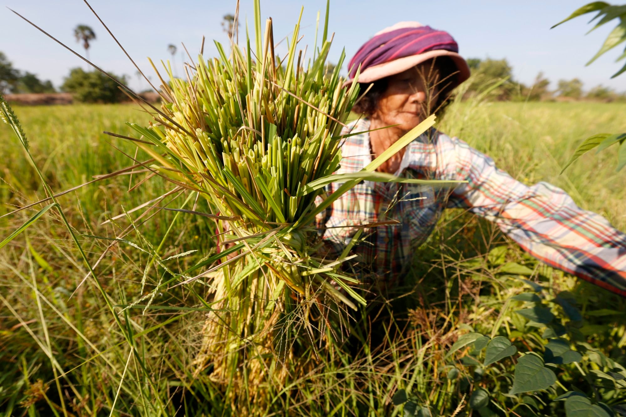 Asia’s 'panicked farmers' brace for a looming rice crisis post-Iran war