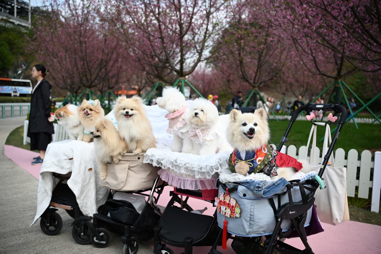 China hits where the heart is. Pets, toys, and hobbies are the new economy.