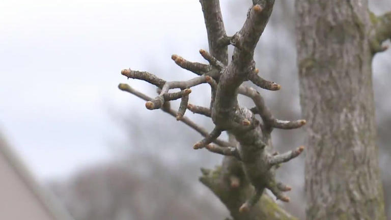 Moon tree planted in Metro Detroit decades ago rediscovered after ...