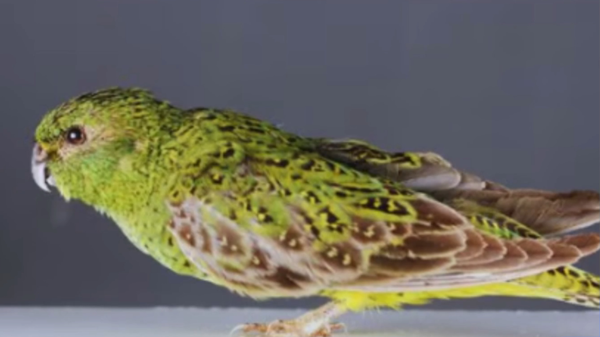Rare parrot puts 'massive' Australian mining project on hold