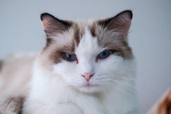People heartbroken after learning what goes through cat's mind when rehomed