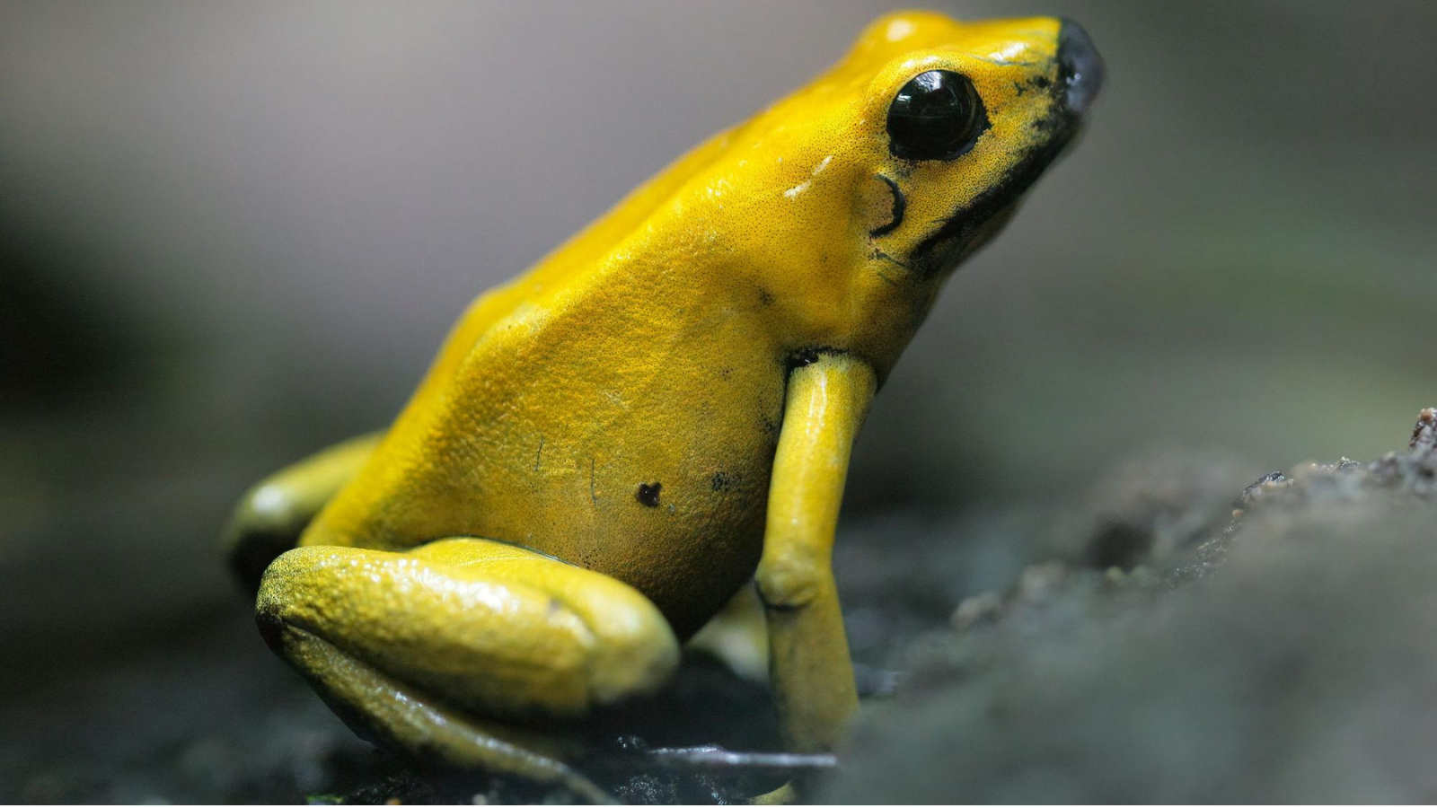 Why this bright yellow frog is one of the world’s most toxic animals