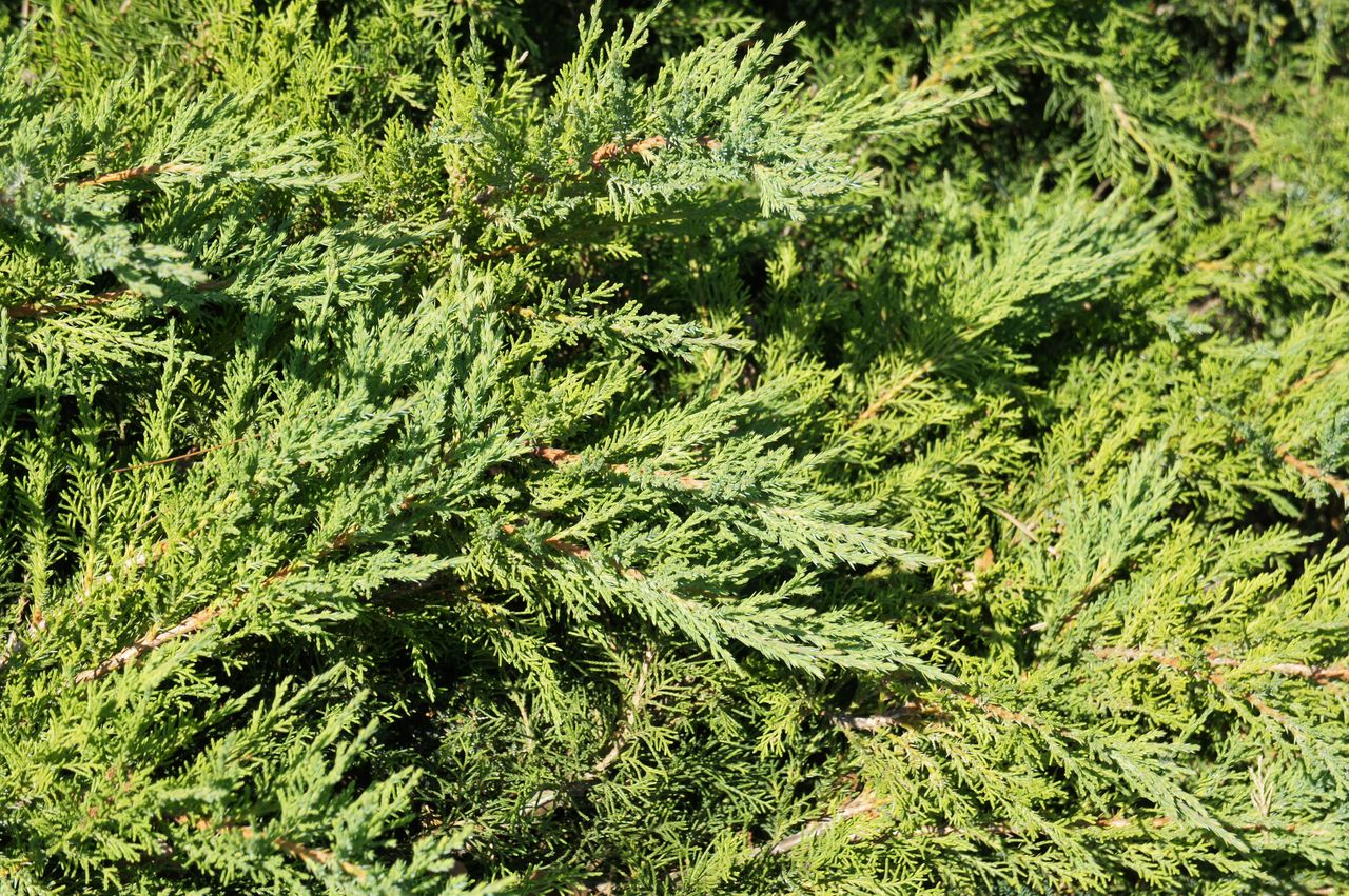 Juniperus horizontalis