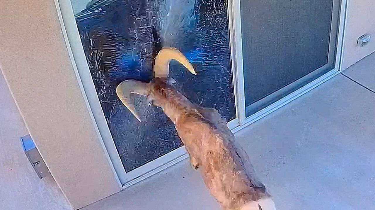 Bighorn sheep angrily smashes own reflection