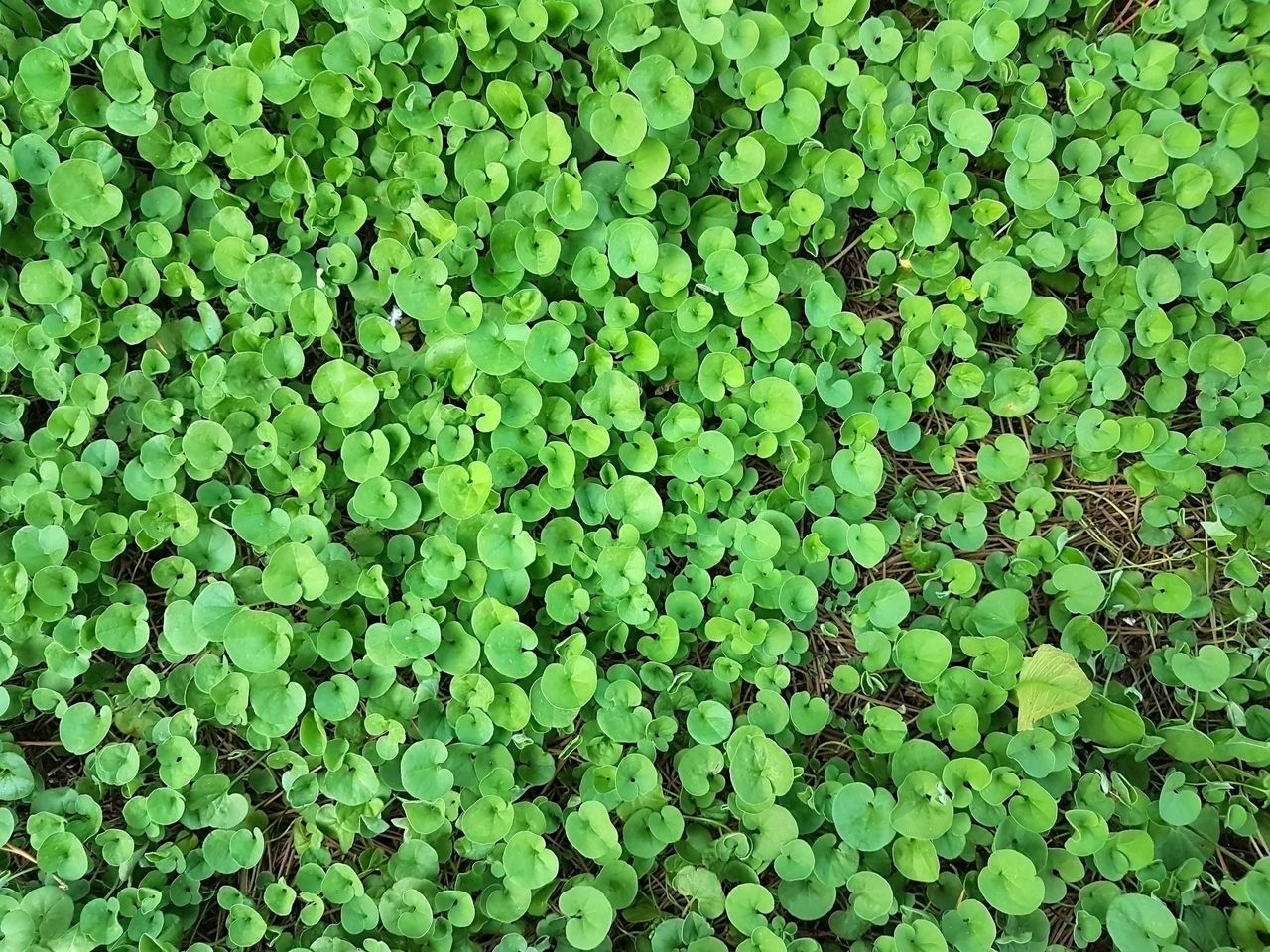 dichondra repens