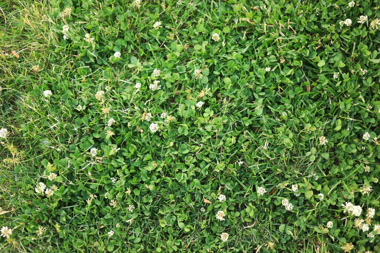 white clover