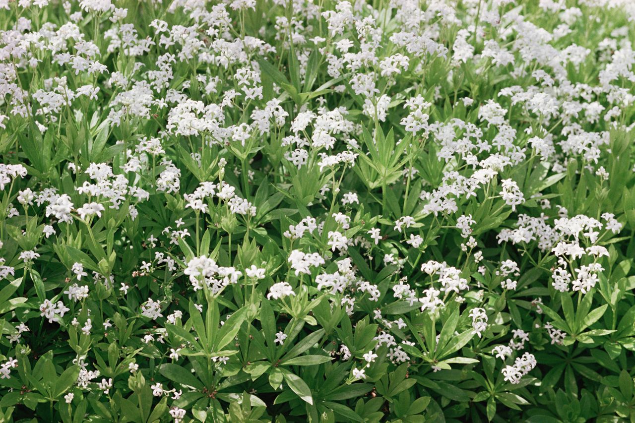 woodruff