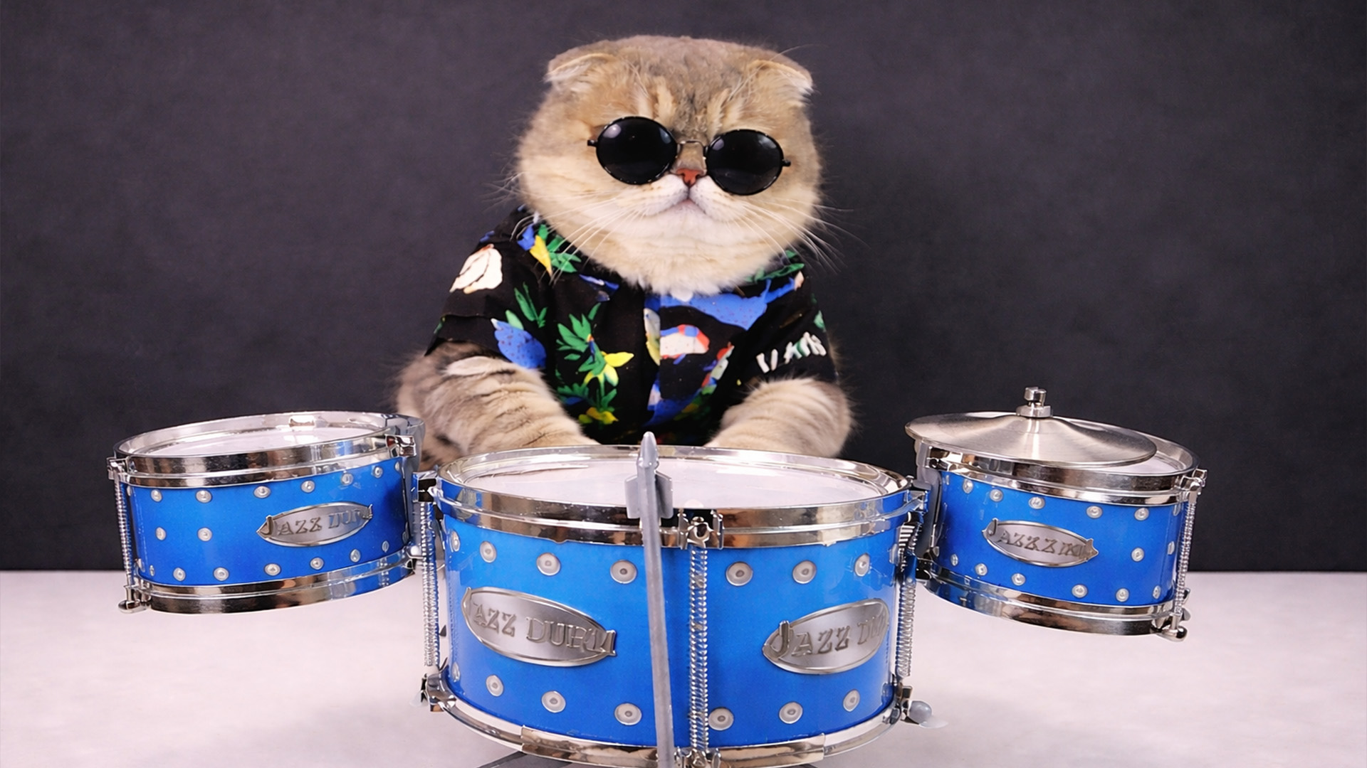 Cool cat plays drums like a rockstar