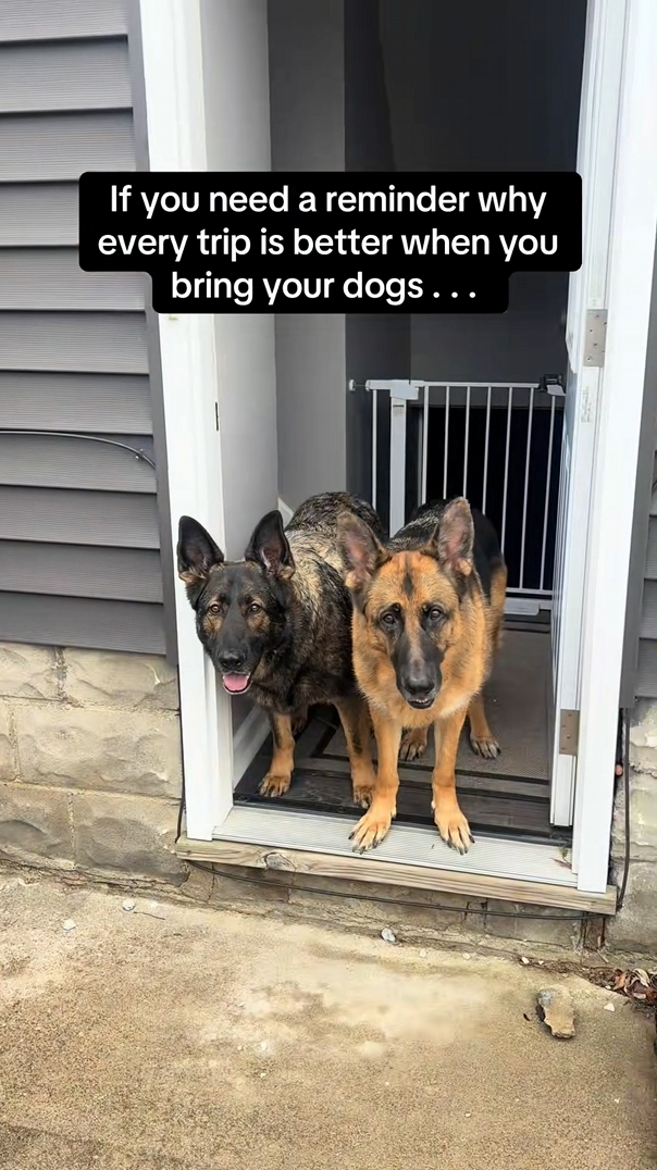 Proof every trip is better when you bring your dogs<br><br>