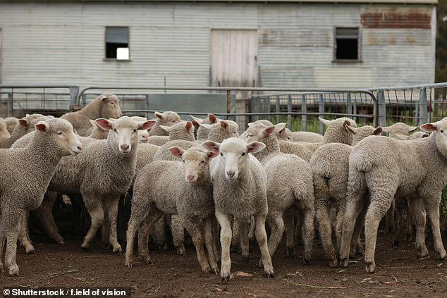 In one case, a farmer in Lexton had more than 1700 merino sheep - valued at $175,000 - stolen across three occasions between July 2023 and March 2025