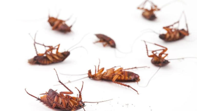 Cockroach: ఇదొక్కటి వేస్తే చాలు జీవితంలో బొద్దింకలు రావు