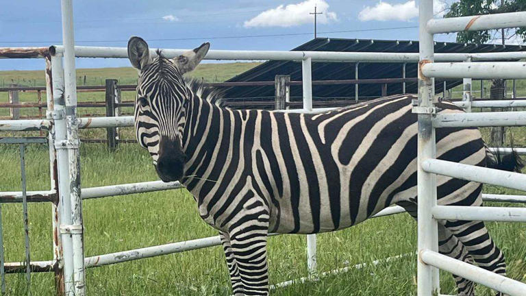 Loose zebra revives story behind Lincoln High's Fighting Zebras mascot