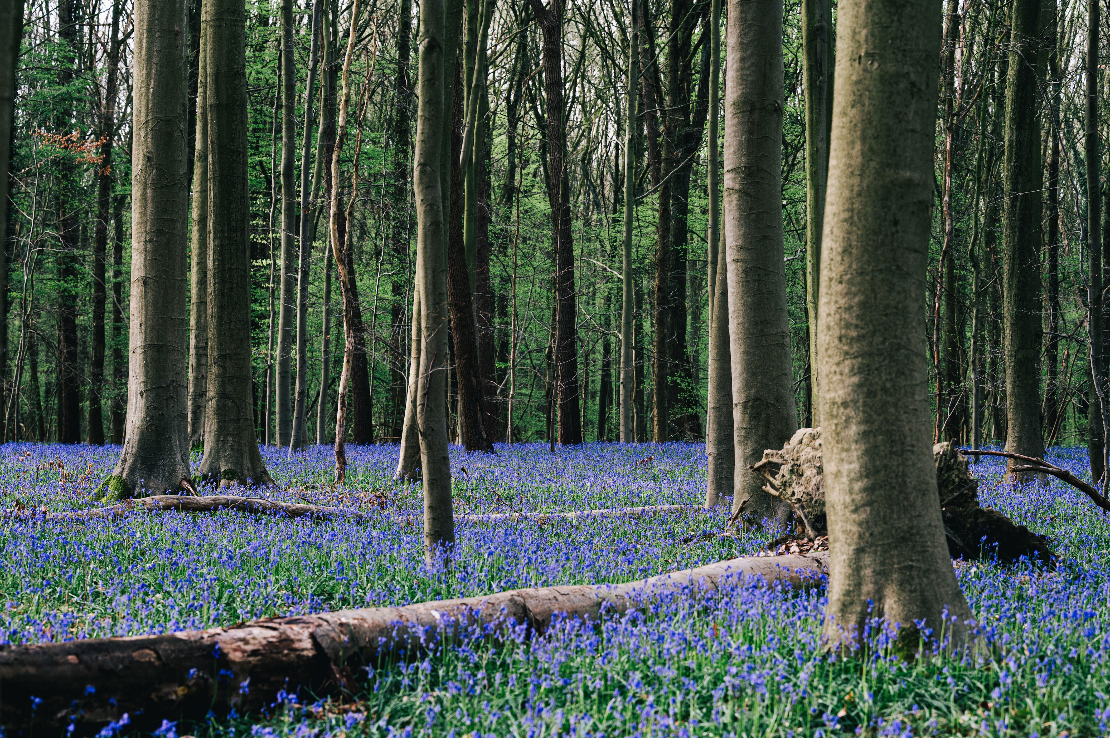 Spaanse Boshyacinten (Hyacinthoides) - Bloembollen