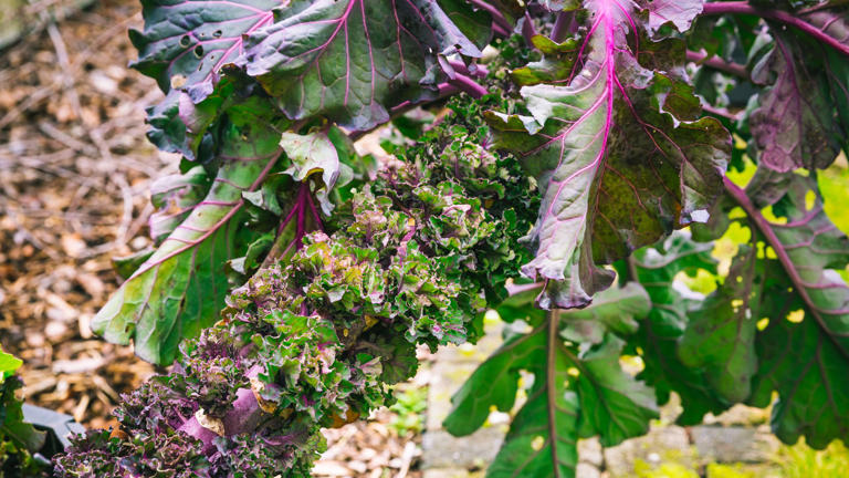 Mary Berry shares her success in growing a surprising new vegetable