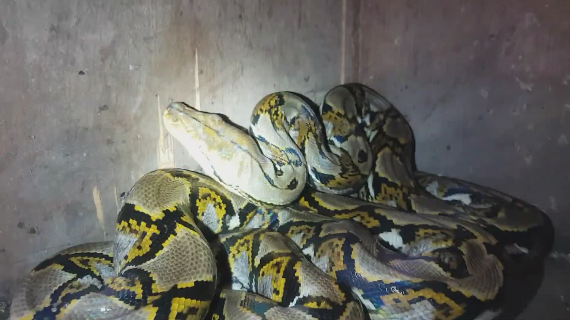 Recognizing dangerous snake body language that signals impending strike