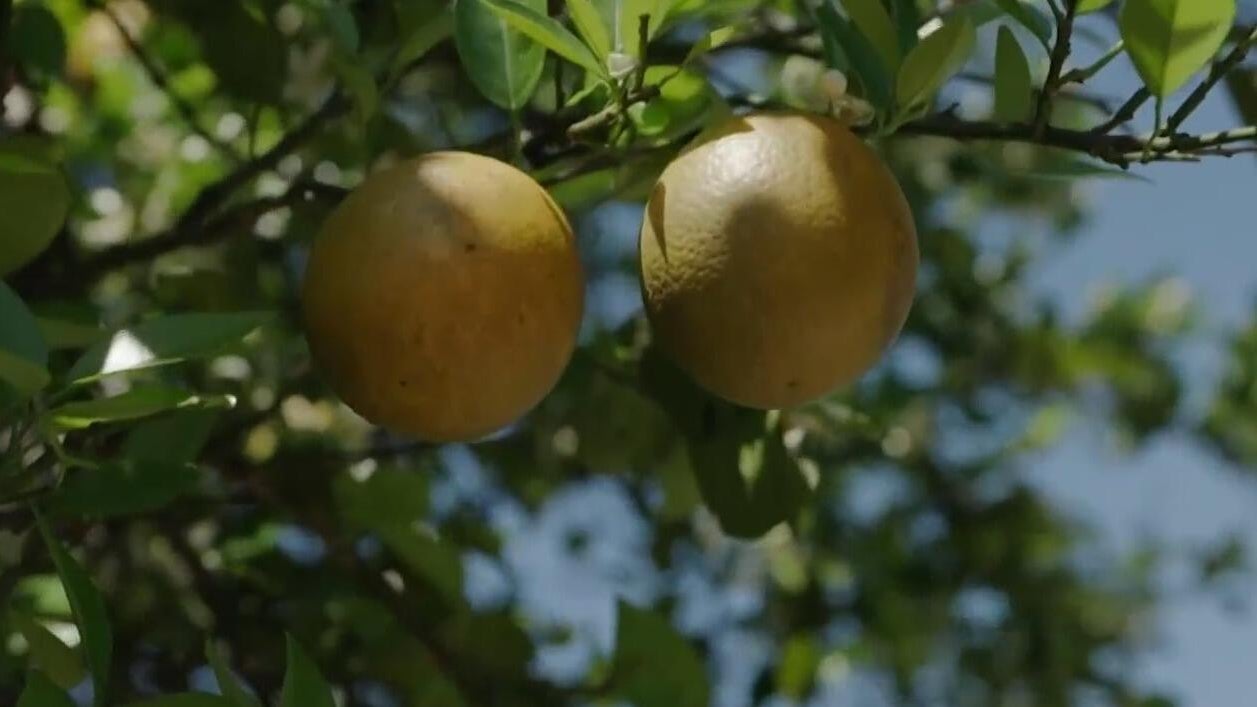 USDA predicts production increase for Florida citrus farmers