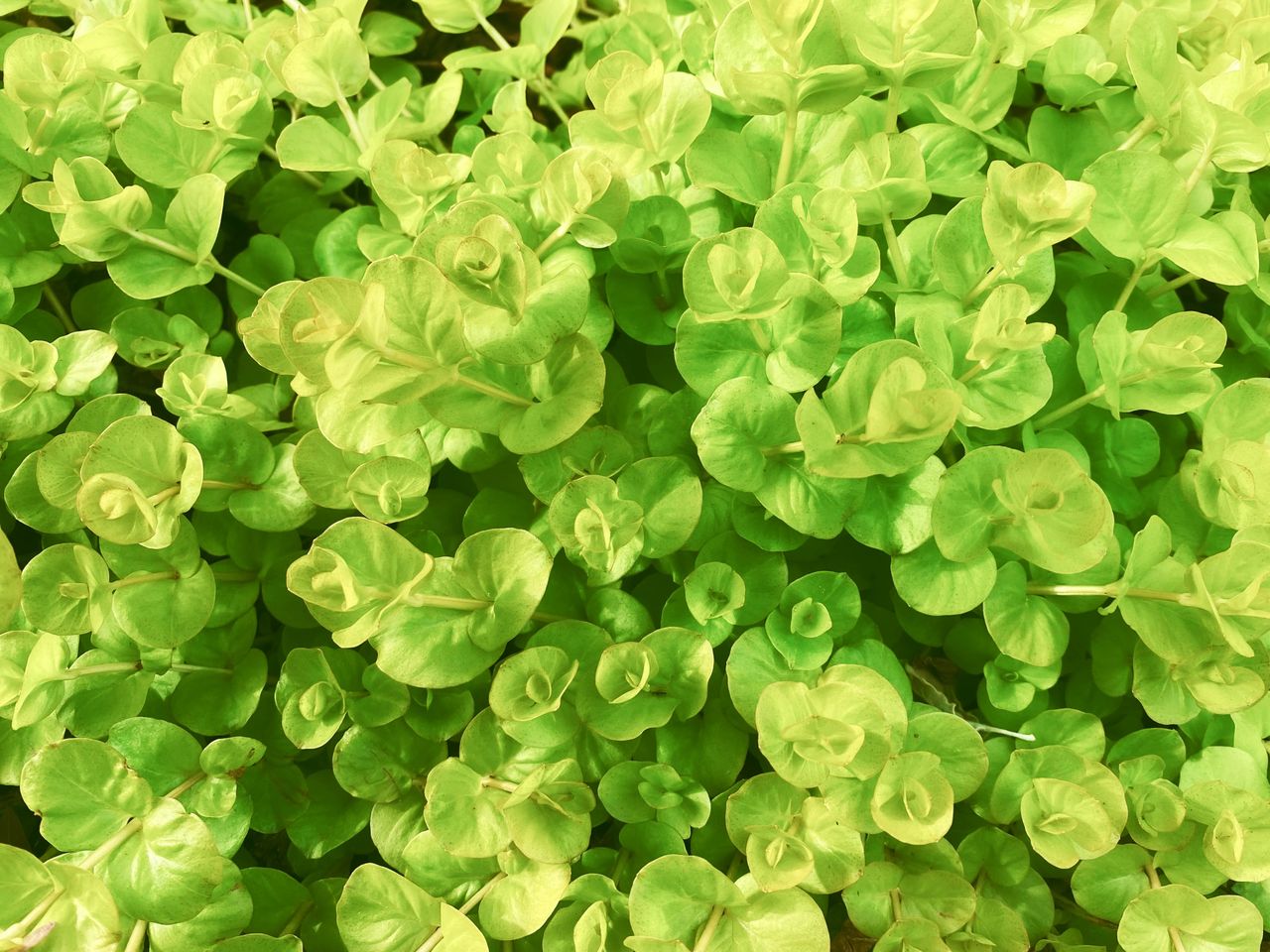 creeping jenny