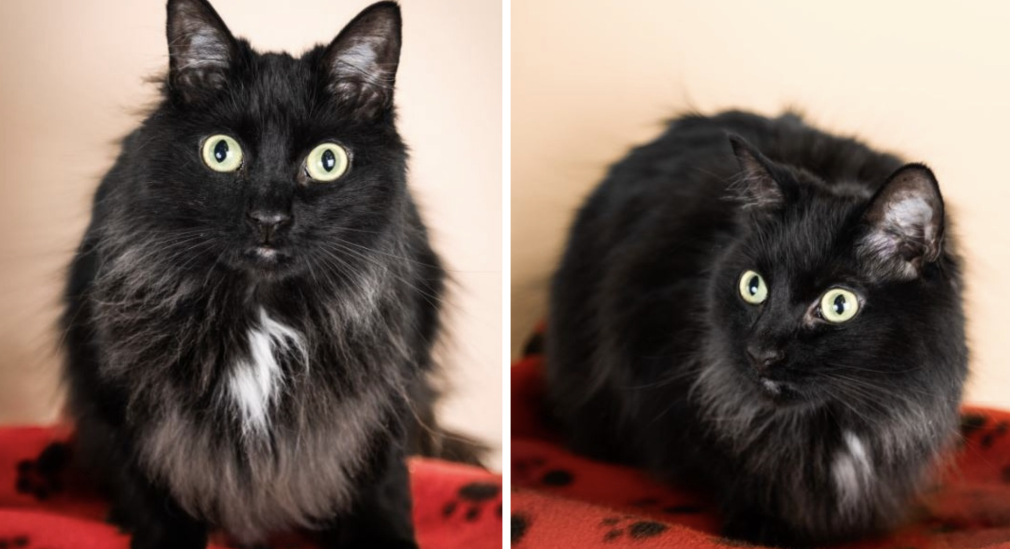 Two cats, one big wish: to stay together