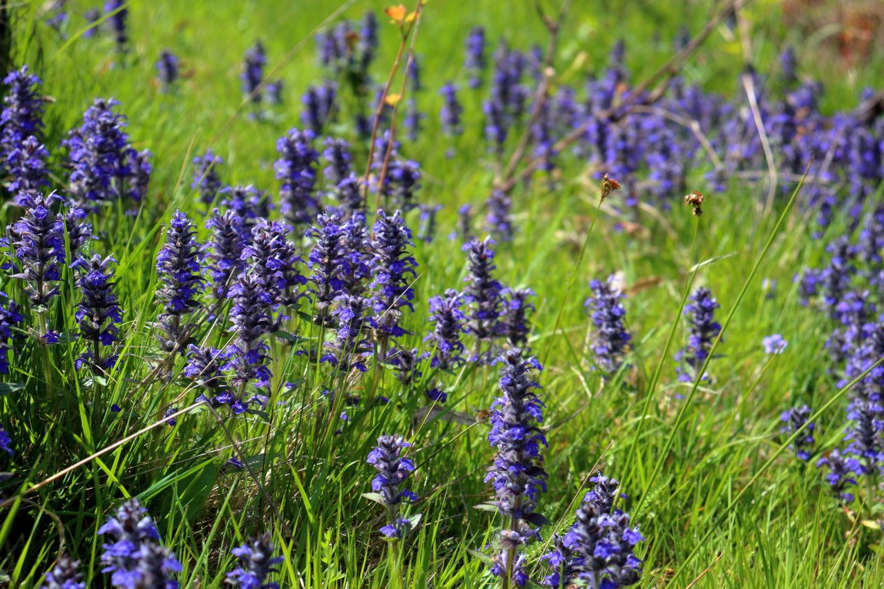 bugleweed flowers