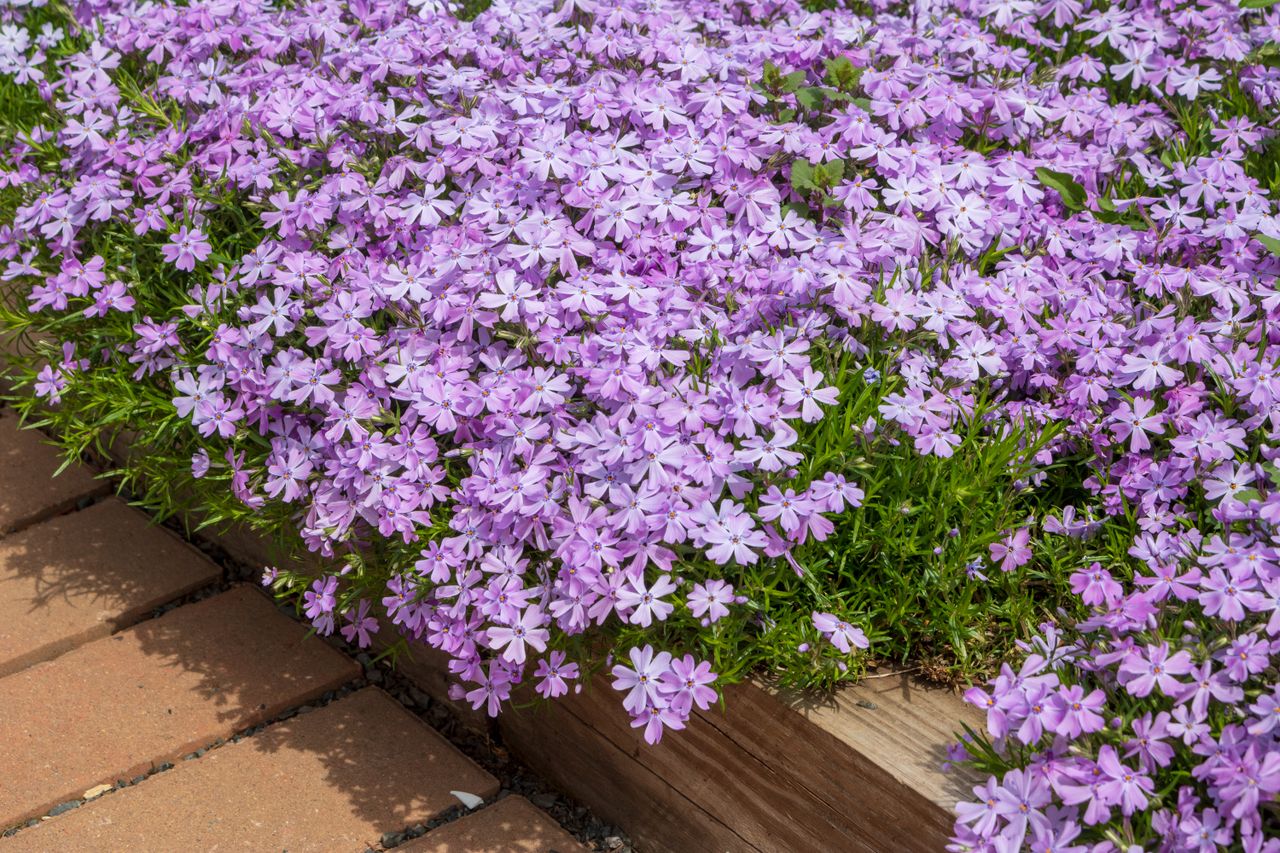 creeping phlox